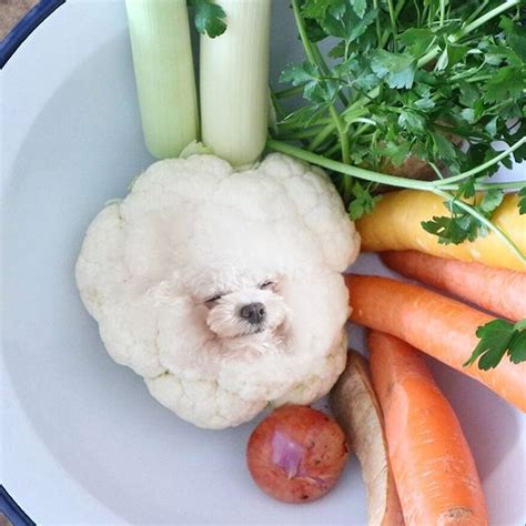 animals photoshopped into food|Dogs Are Hilariously Photoshopped Into Pictures of Food .